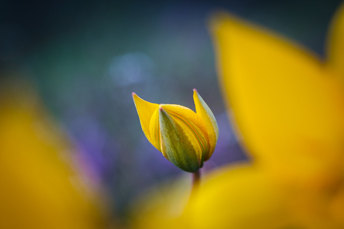 Wilde Tulpen-6614.jpg