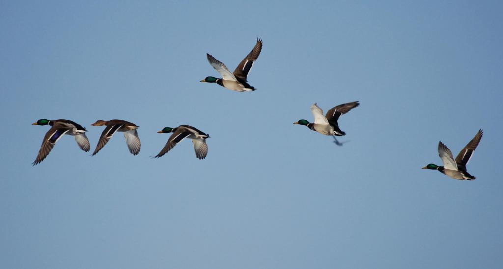 Wildenten