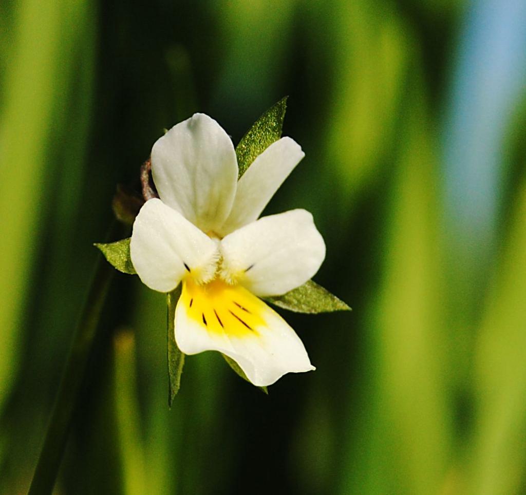 Wildes Stiefmütterchen 01.05 12