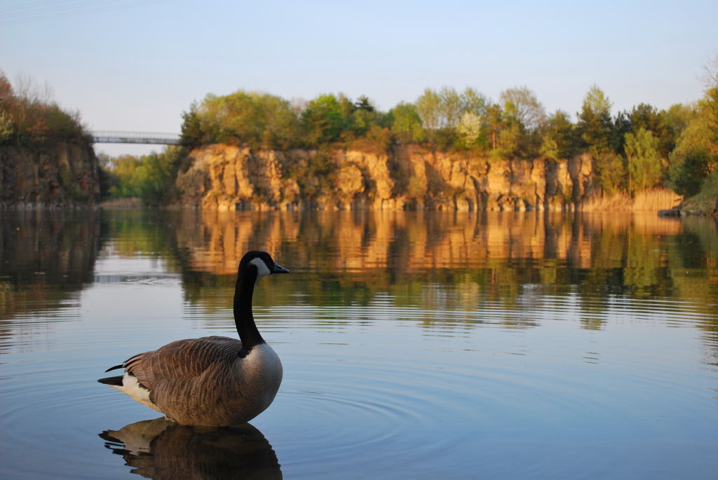 Wildgans am see