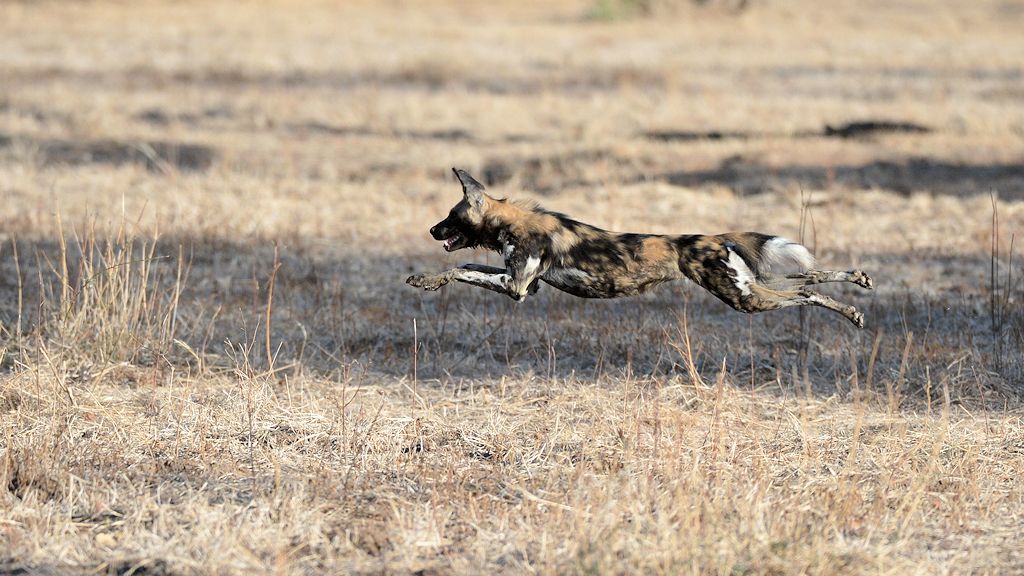 Wildhund im Mana Pools Nationalpar
2018