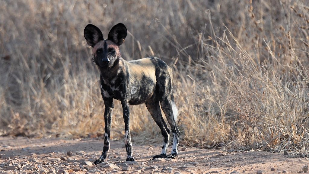 Wildhund
Ruaha Nationalpark

s425 Ruaha Hund 2488