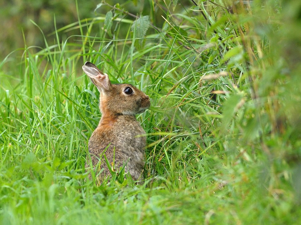 Wildkaninchen