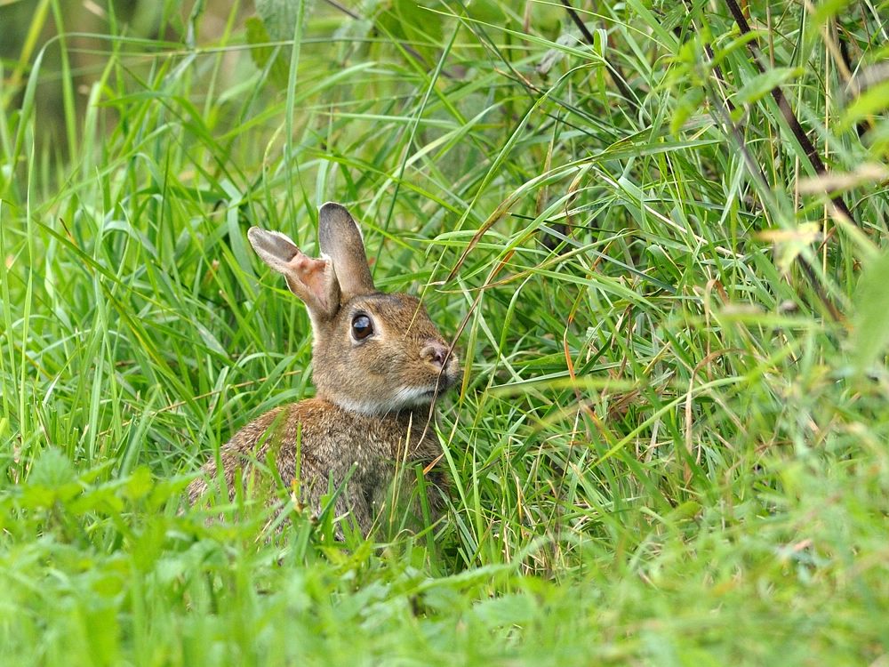 Wildkaninchen