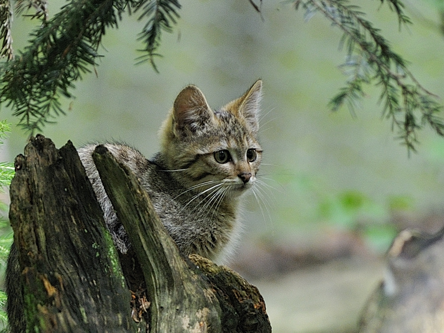 wildkatze 01