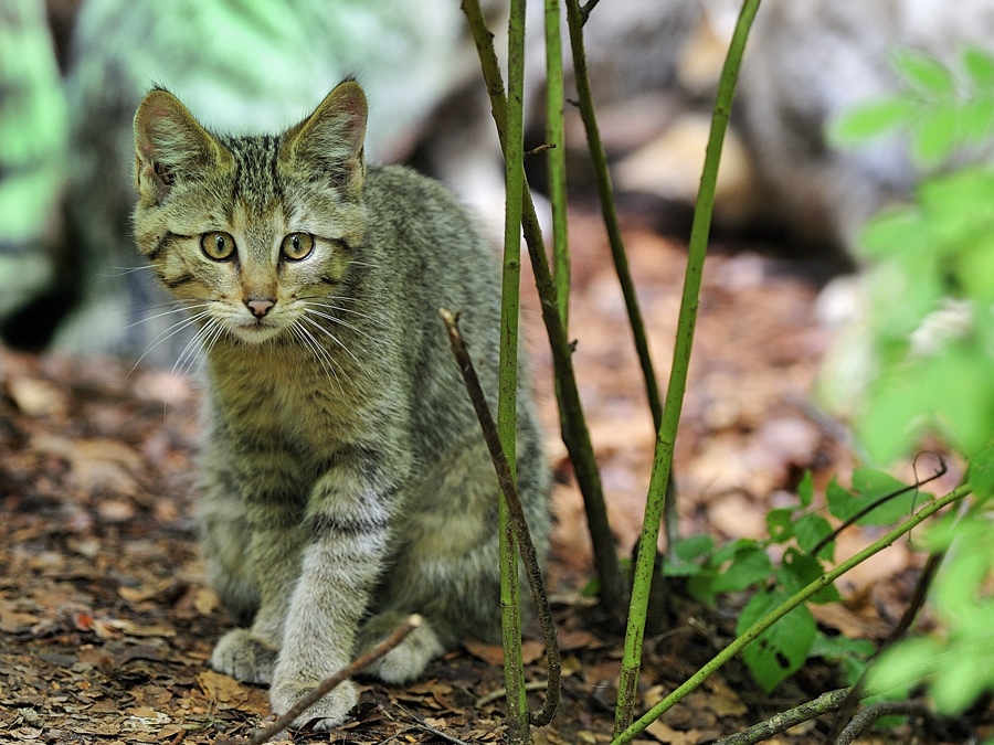 wildkatze 02