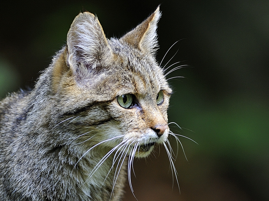 wildkatze 03