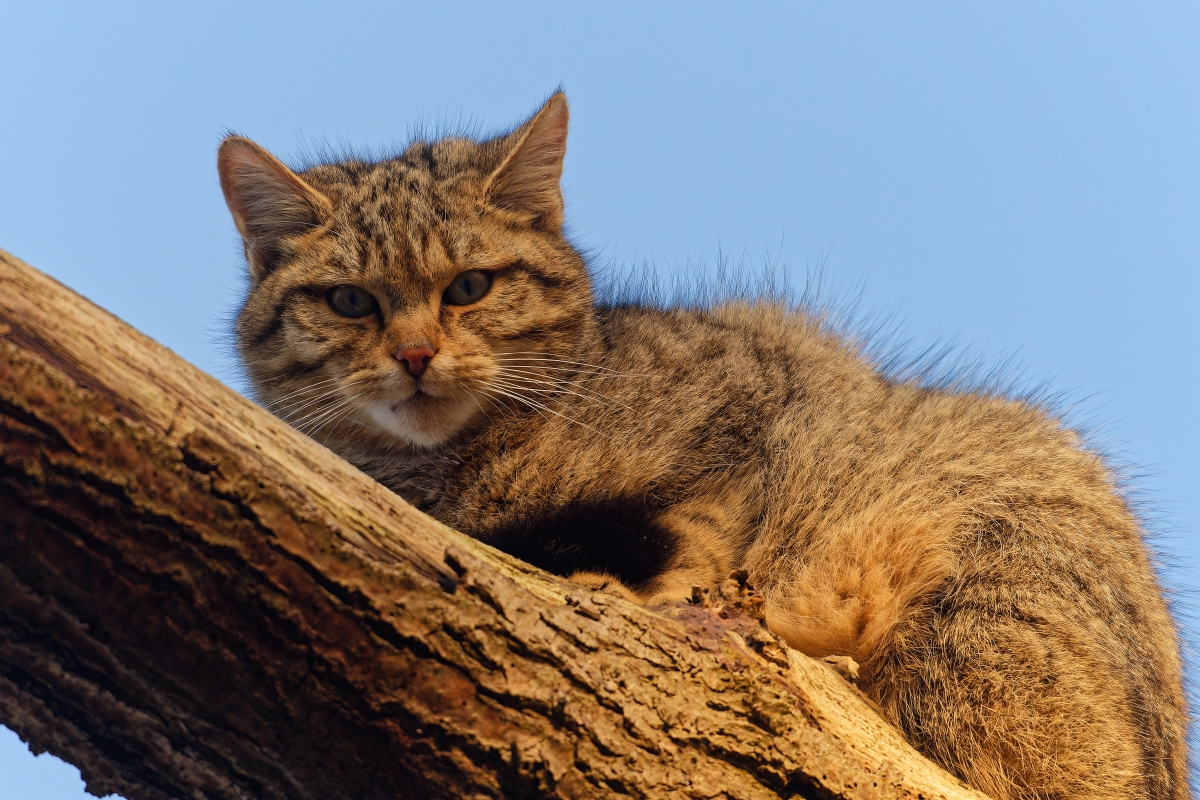 Wildkatze I.jpg