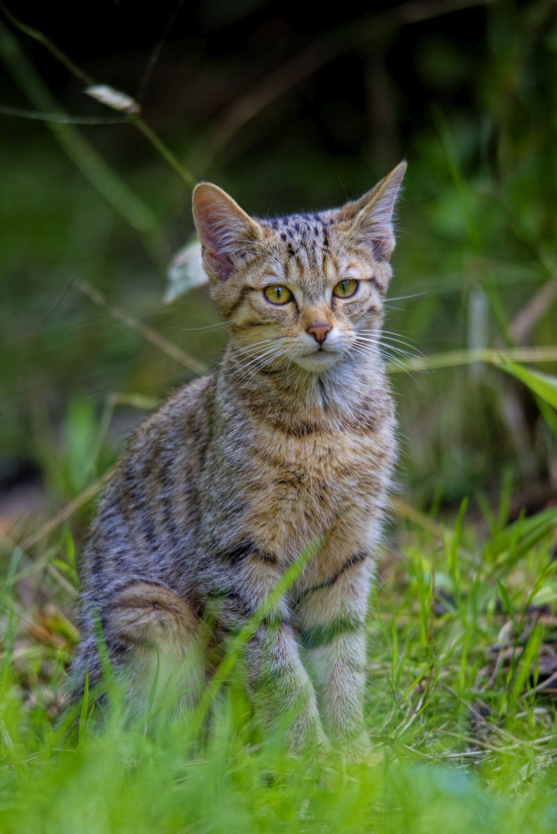 Wildkatze Portrait II.jpg