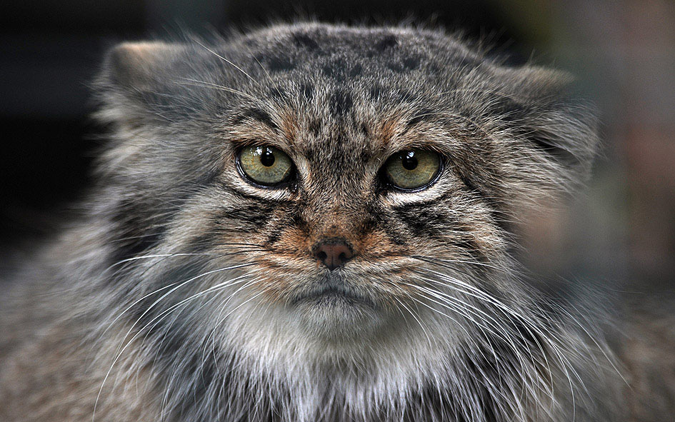 Wildkatze