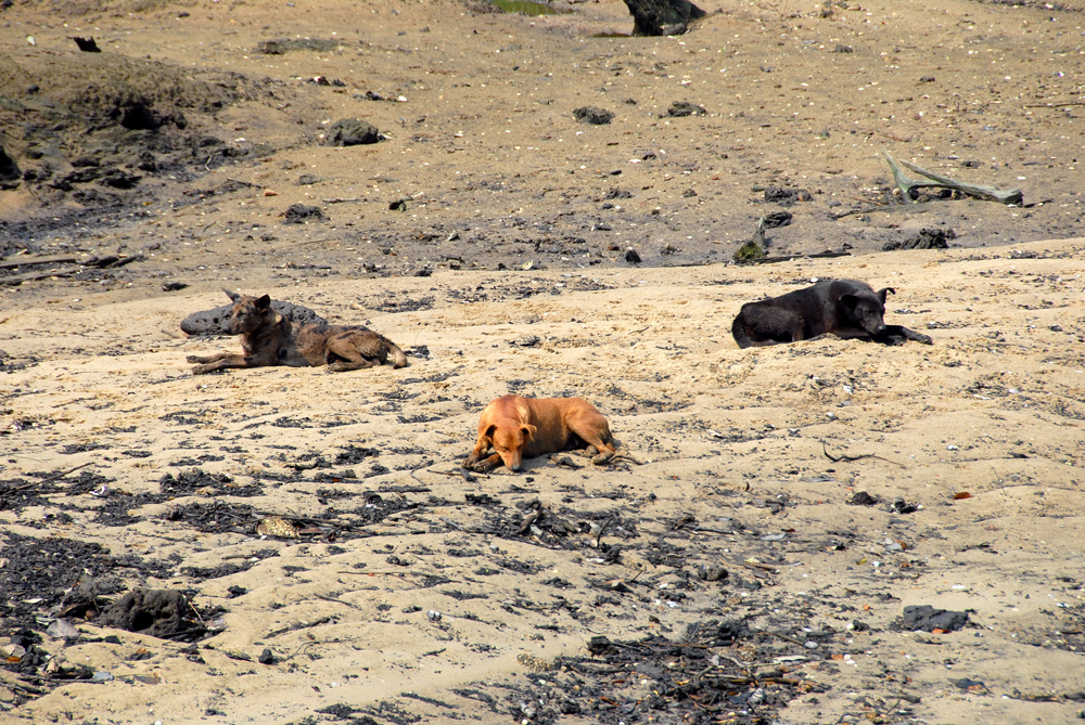 wildlebende Hunde.jpg