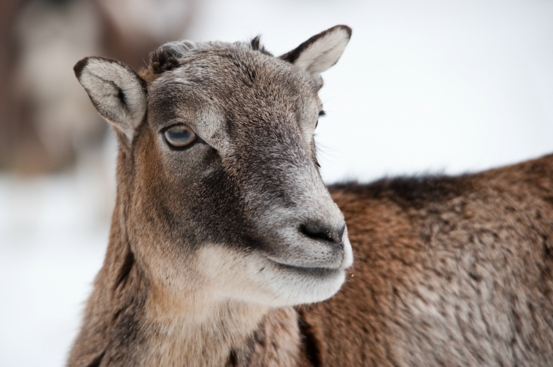 Wildpark Höllohe, D700 mit Sigma 150-500 OS