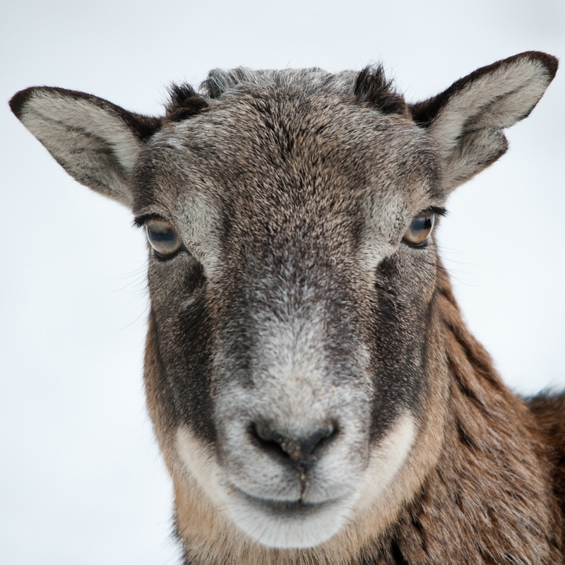Wildpark Höllohe, D700 mit Sigma 150-500 OS