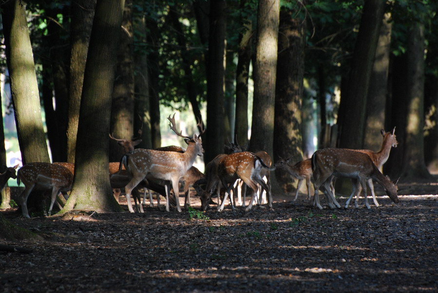 Wildpark Licht und Schatten 2
Nicht ganz so farbvoll wie 1 trotzdem schön