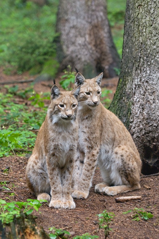 Wildpark Poing