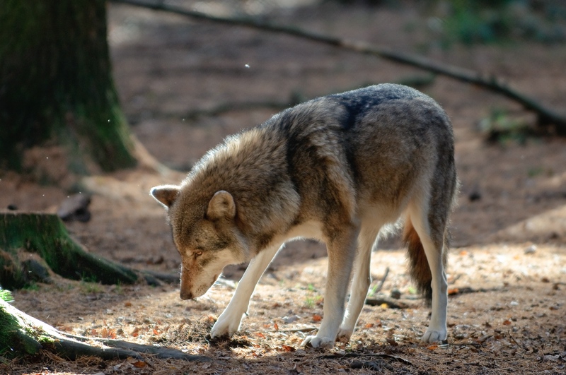 Wildpark Poing