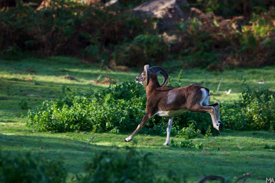 Wildpark www