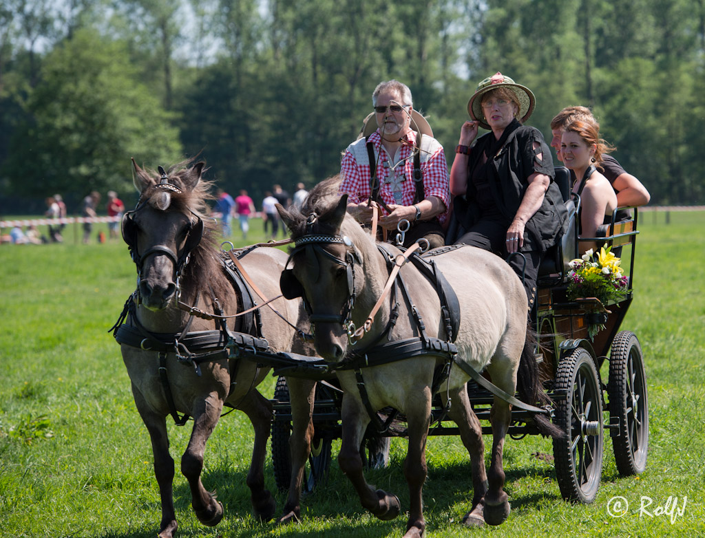 Wildpferde 2012 10
