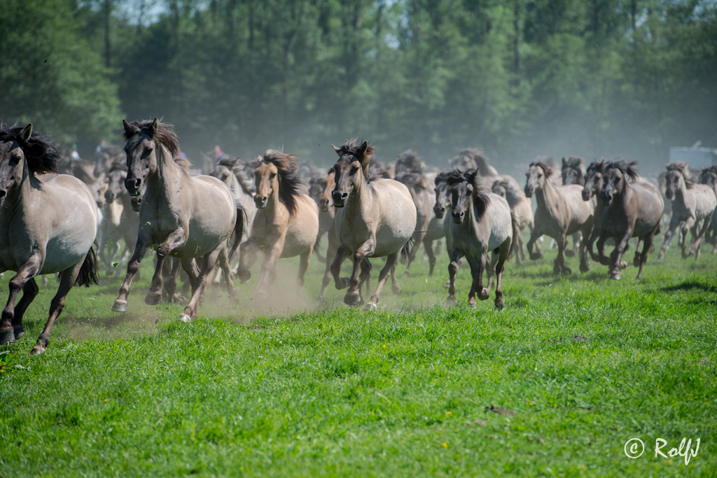 Wildpferde 2012 13