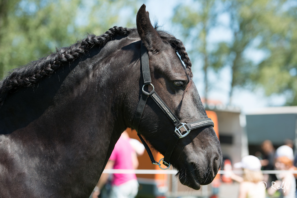 Wildpferde 2012 3