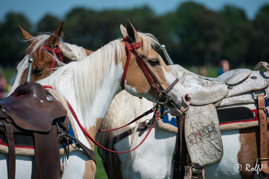 Wildpferde 2012 6