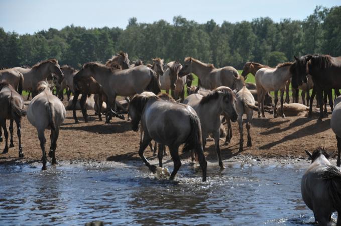 Wildpferde (241)