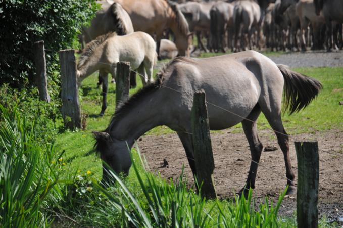 Wildpferde (248)