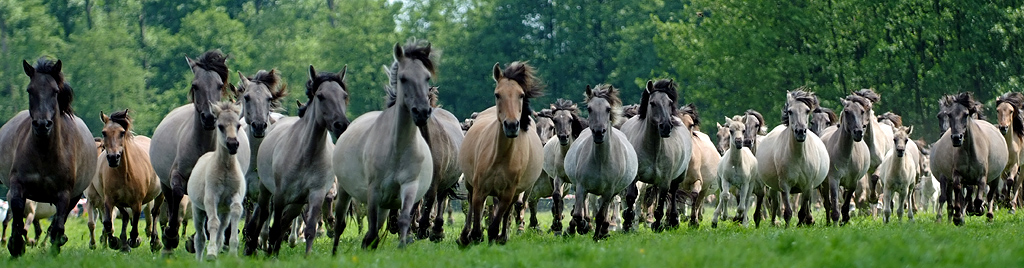 Wildpferde Dülmen