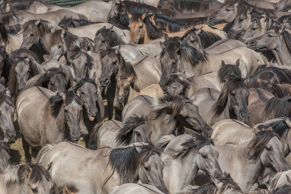 Wildpferdefang im Meerfelder Bruch  Dülmen NRW