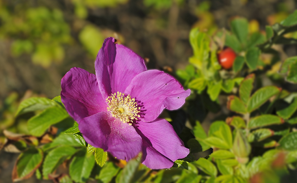 Wildrose (Rosa Rugosa?) im Dünengürtel bei Vejlbi Klit (DK) 7003218Ax