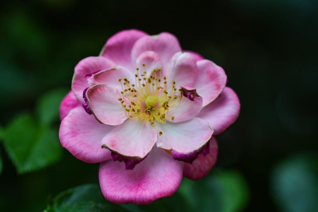 Wildrose