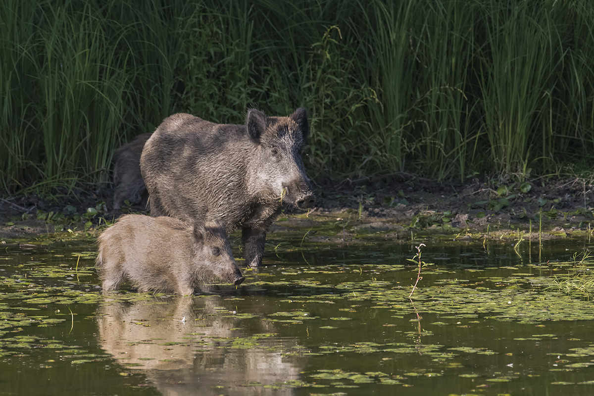 wildschwein 01