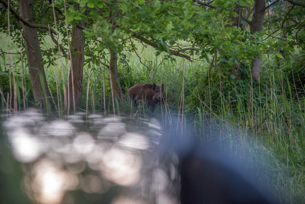Wildschwein am Straßenrand