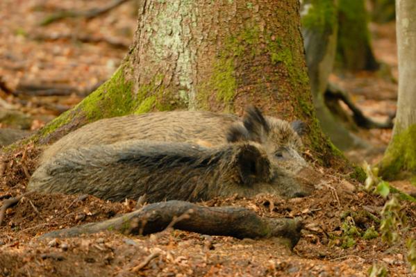 Wildschwein Siesta