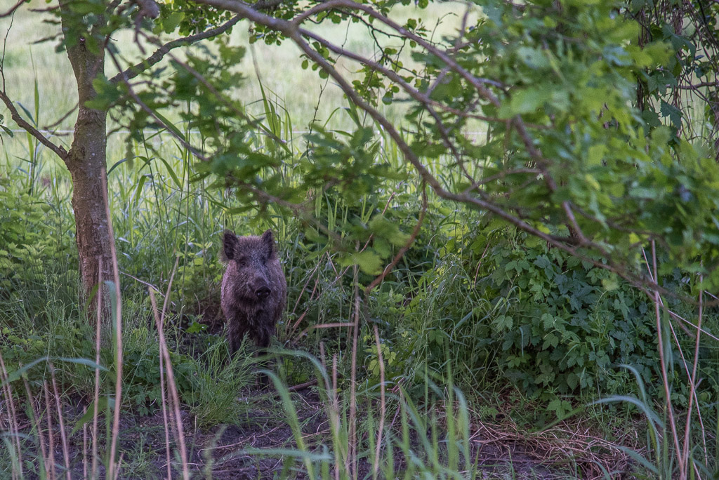 Wildschwein