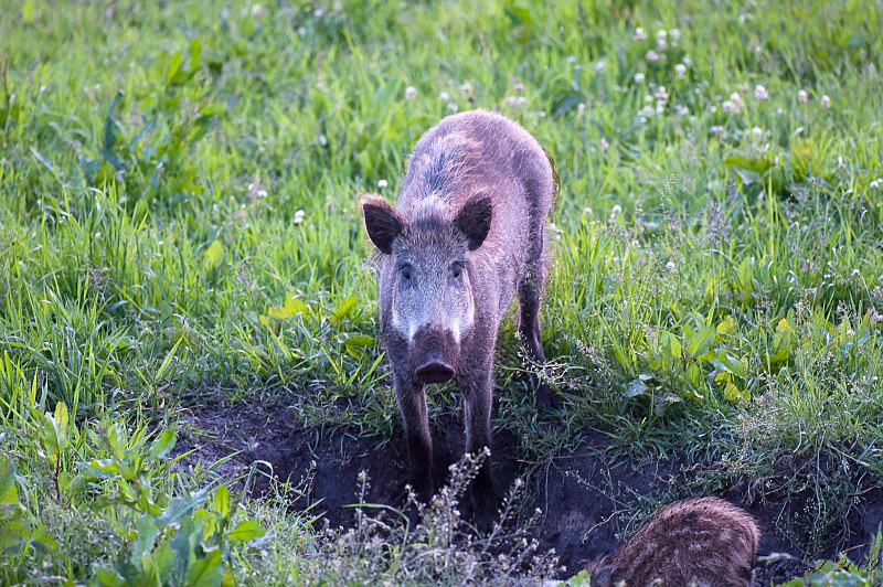 wildschwein