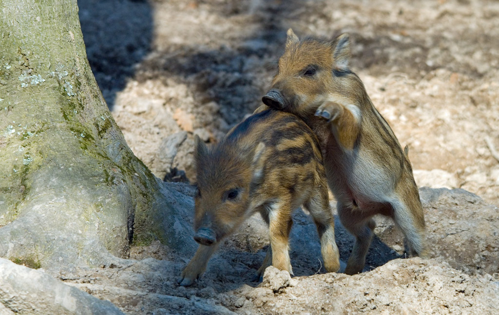 wildschwein