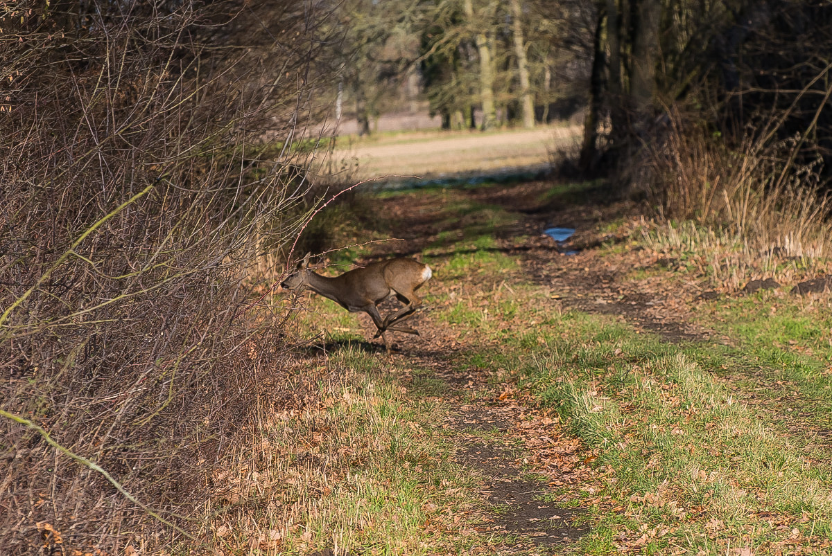 Wildwechsel 2 (1 von 1).JPG