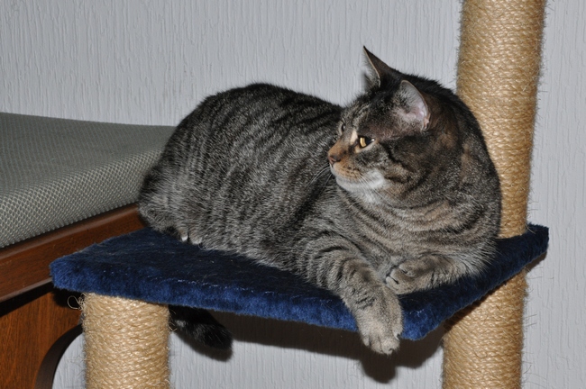 Willi