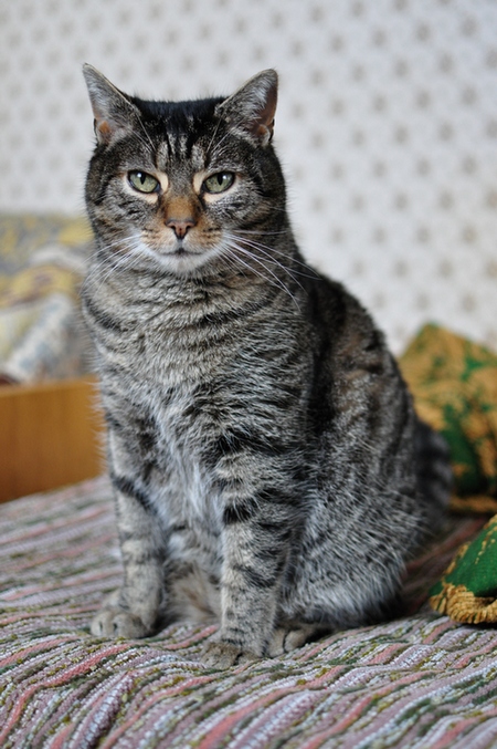 Willi