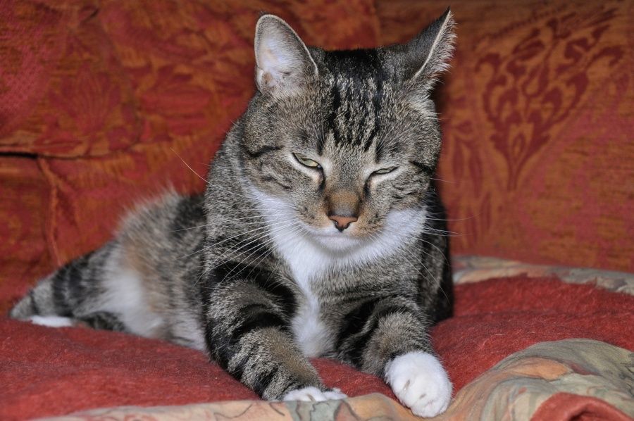 Willi