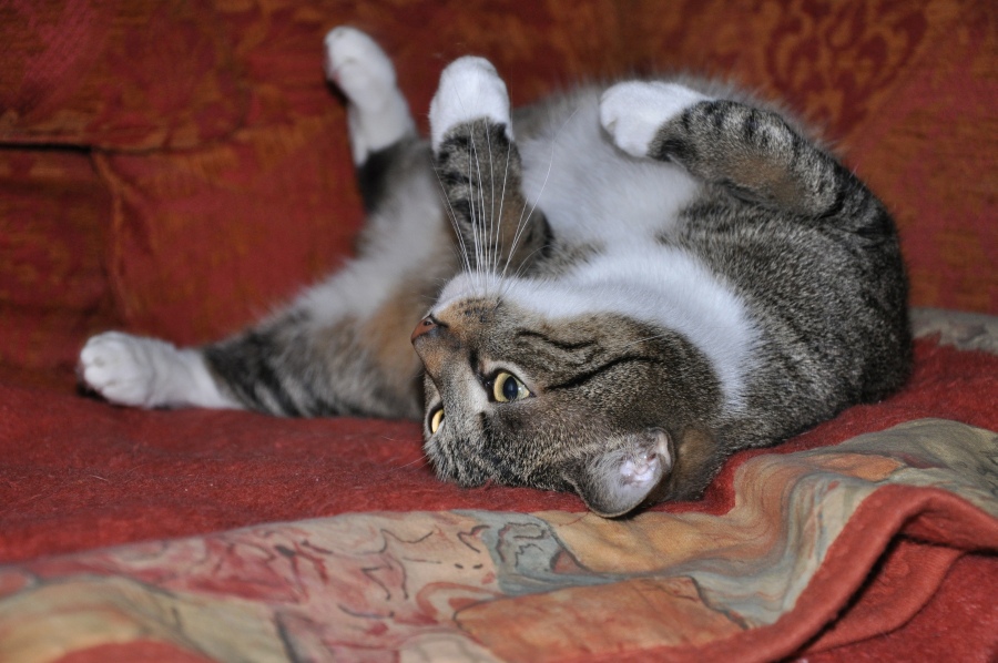 Willi