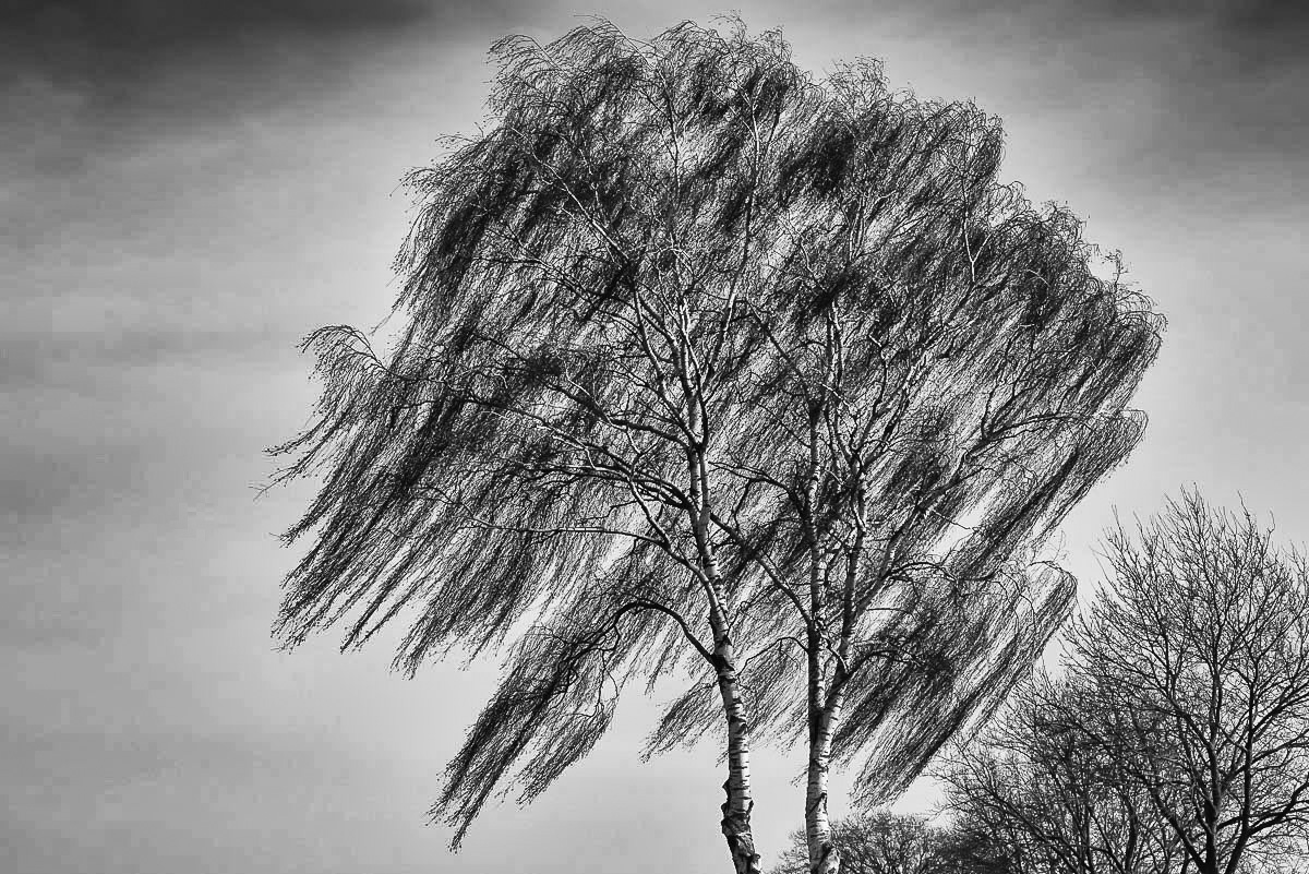 Windbirke-.jpg