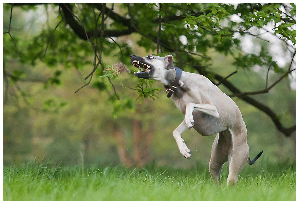 Windhund in bunt