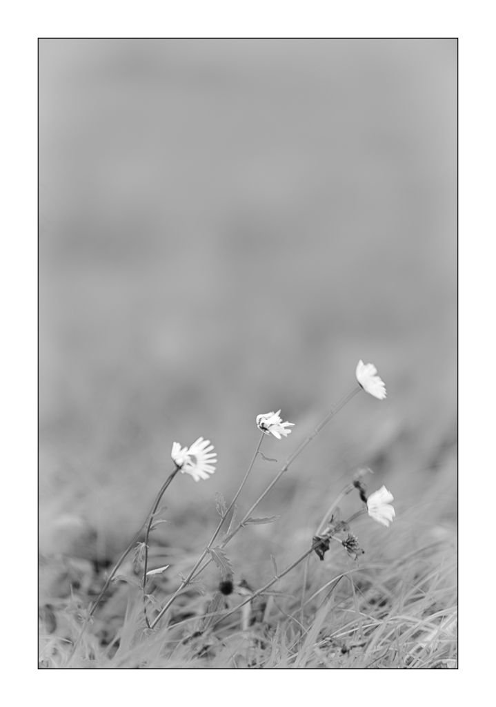 WindPZ1 4225