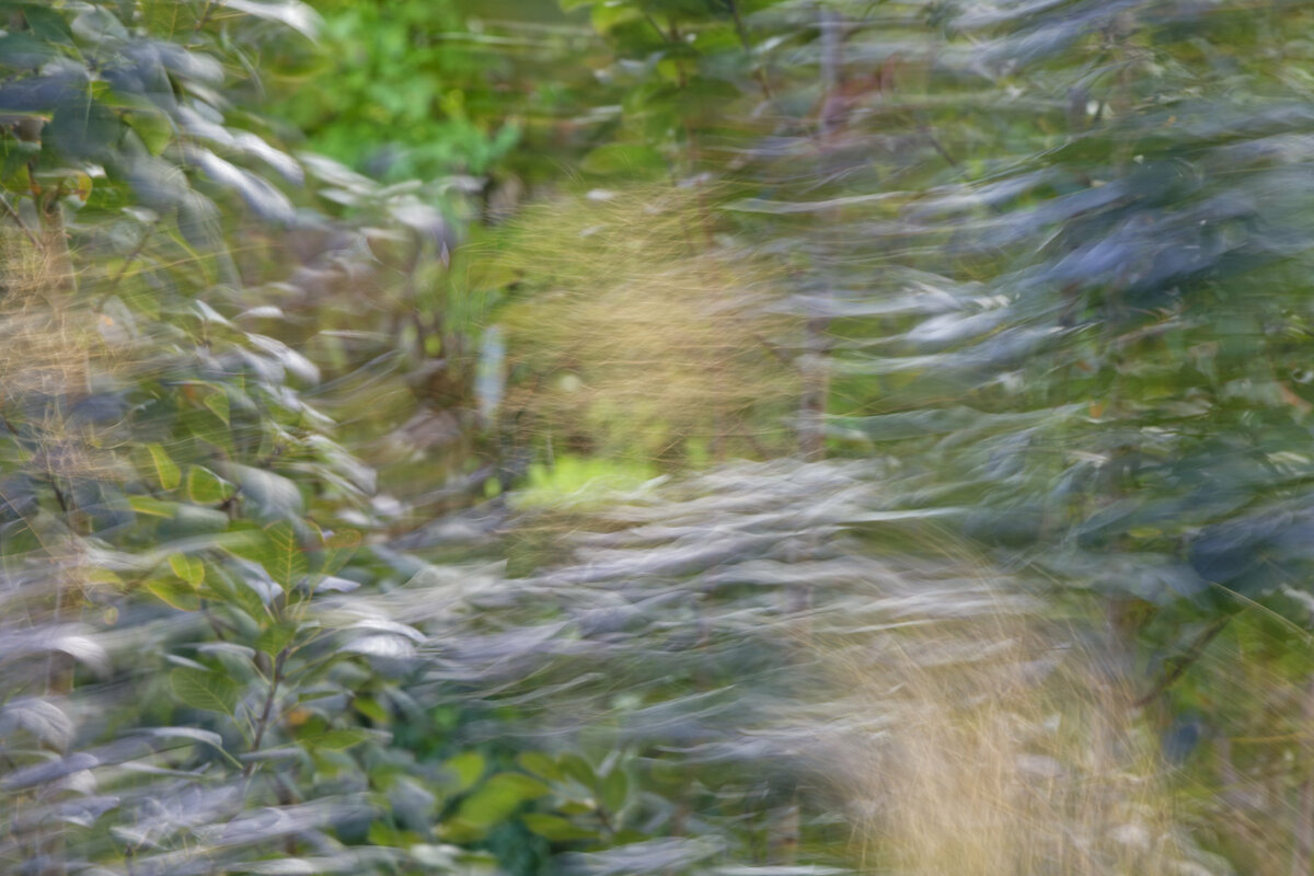 Windspiel 02