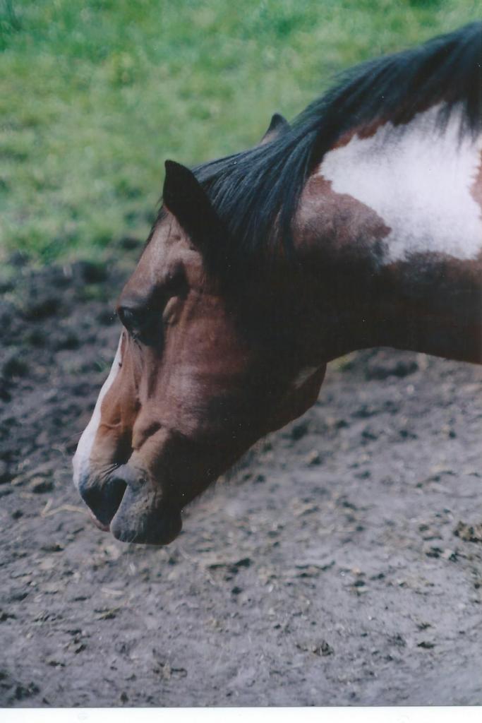 Winnetou