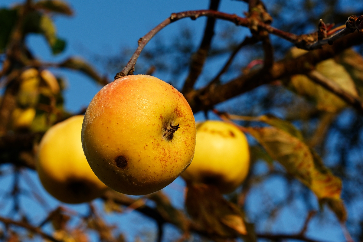 Winteräpfel