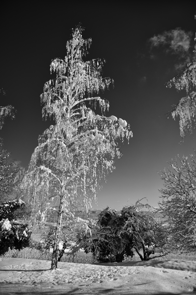 Winter 1.jpg