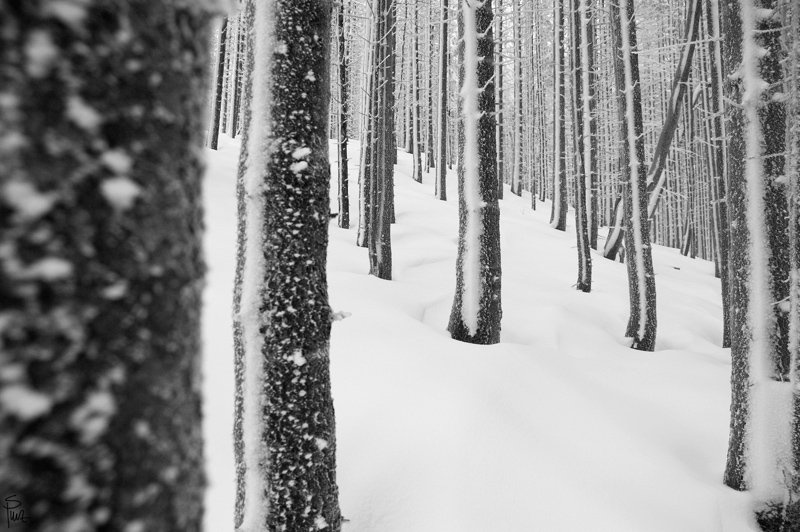 Winter 2